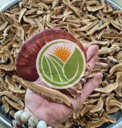 Nấm lim xanh rừng quảng nam 100gr