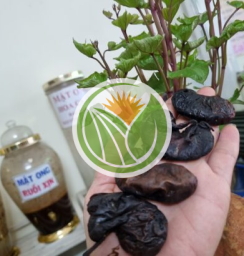 Bao tử nhím rừng