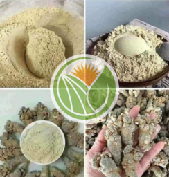 bột tam thất bắc (xay trực tiếp tại cửa hàng) 500gr 