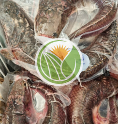 Cá lóc suối hàng bản tự nhiên