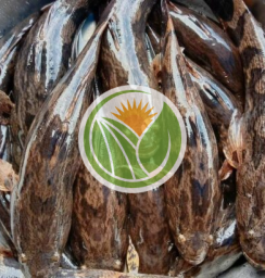 Cá bống tượng hàng suối tự nhiên