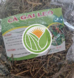 cà gai leo
