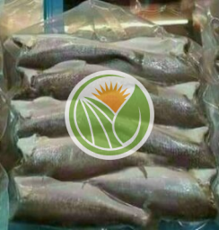Cá đù nguyên con 1 nắng