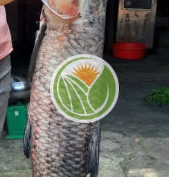 Cá trắm đen biển hồ tự nhiên
