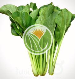 rau cải ngọt hữu cơ