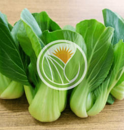 rau cải thìa hữu cơ