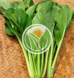 rau cải xanh hữu cơ