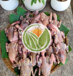 Chim bồ câu Ra Giàng