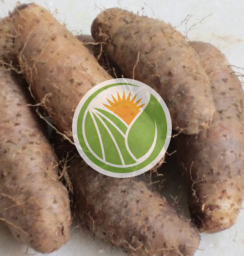 củ từ hàng vườn Đắklắk