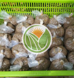 Cua đồng
