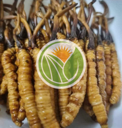 Đông trùng tươi Tây Tạng chuẩn Nakhuc loại 1.6 [ 1 con ]