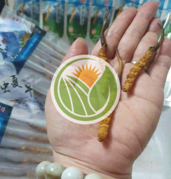 Đông trùng tươi Tây Tạng chuẩn Nakhuc loại 1.6 [ 1 con ]
