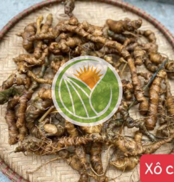 tam thất rừng (hàng xô)