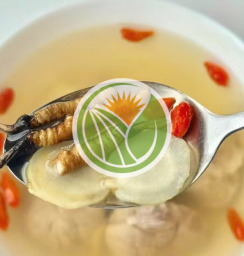 Đông trùng tươi Tây Tạng chuẩn Nakhuc loại 1.6 [ 1 con ]