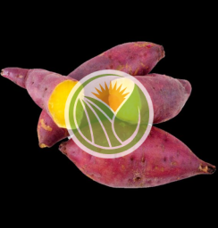 khoai lang nhật Đaclack