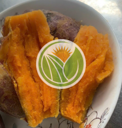 khoai lang mật chuẩn Tà Nung