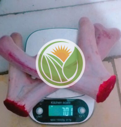 nhung hươu tươi