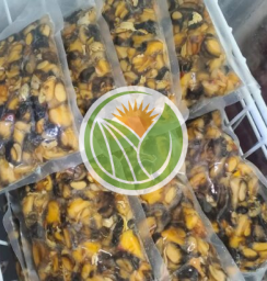 Ốc bươu đồng hàng bản