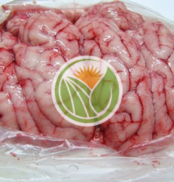 Óc heo tộc