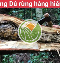 Mật ong dú run rừng Kon Tum 500ml