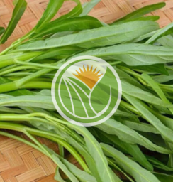 Rau muống hữu cơ