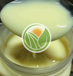 sữa ong chúa tươi 100gr