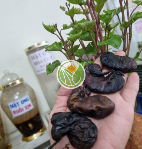 Bao tử nhím rừng