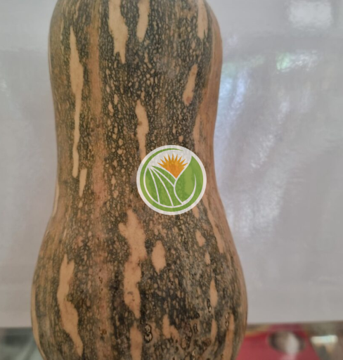 bí đỏ hữu cơ