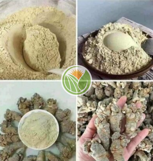 bột tam thất bắc (xay trực tiếp tại cửa hàng) 100gr