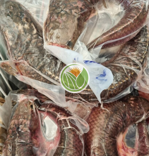 Cá lóc suối hàng bản tự nhiên