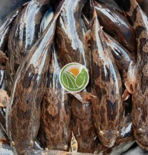Cá bống tượng hàng suối tự nhiên