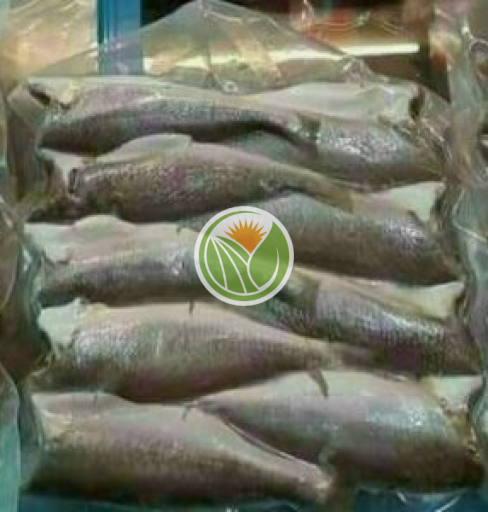 Cá đù nguyên con 1 nắng