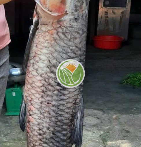 Cá trắm đen biển hồ tự nhiên