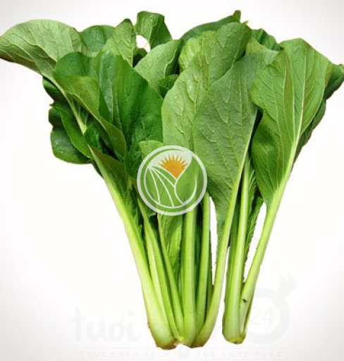 rau cải ngọt hữu cơ