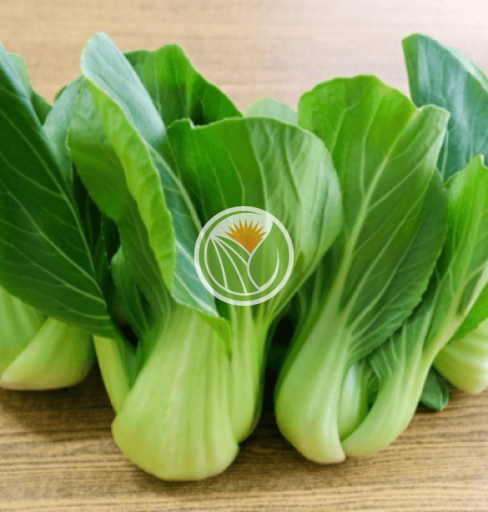rau cải thìa hữu cơ