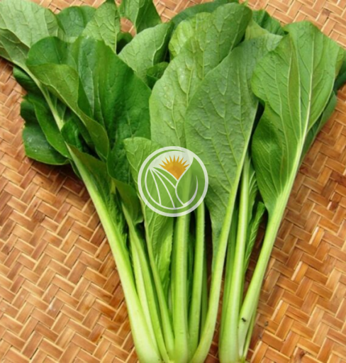 rau cải xanh hữu cơ