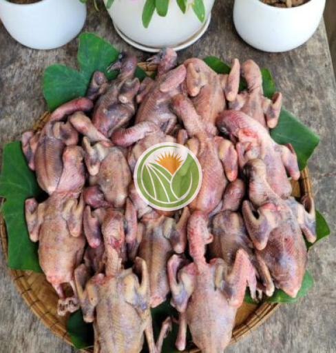 Chim bồ câu Ra Giàng