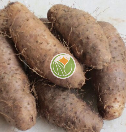 củ từ hàng vườn Đắklắk