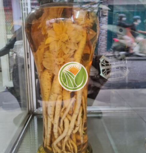 đinh lăng (bình 9l điêu khắc)