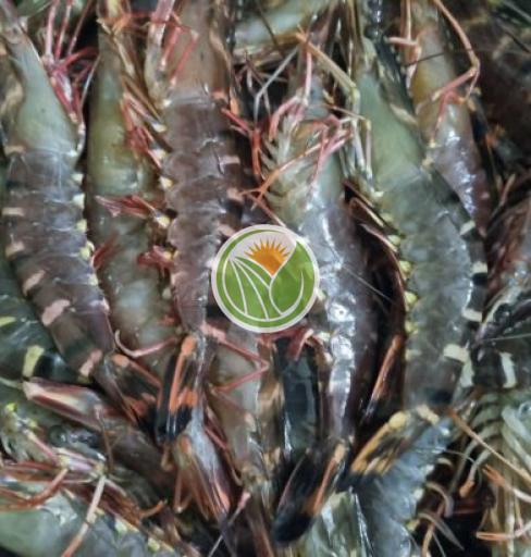 Tôm sú chân đỏ nuôi sinh thái