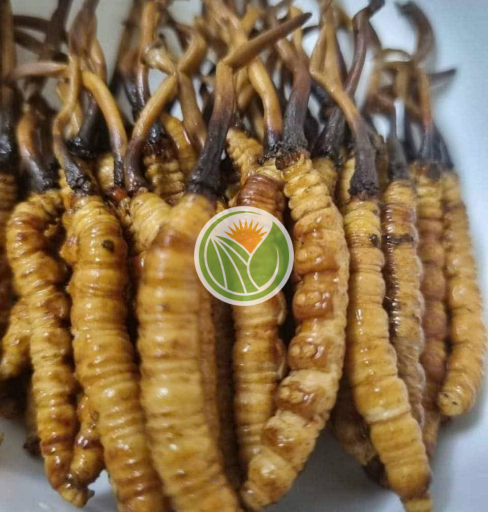 Đông trùng tươi Tây Tạng chuẩn Nakhuc loại 1.6 [ 1 con ]