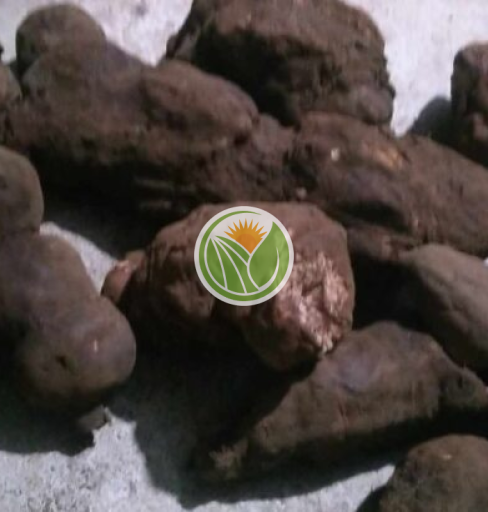 hà thủ ô đỏ tươi (từ 1-2kg)