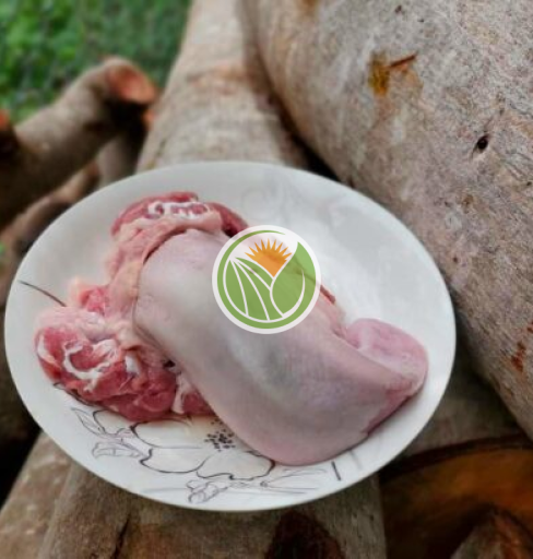 Lưỡi heo tộc