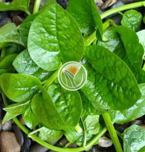 rau mồng tơi hữu cơ