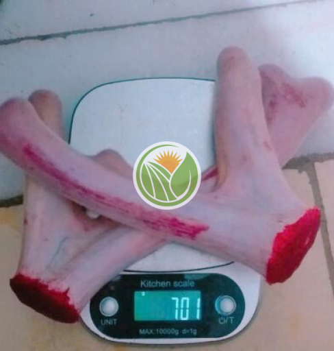 nhung hươu tươi