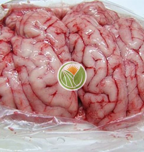 Óc heo tộc