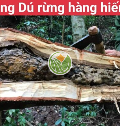 Mật ong dú run rừng Kon Tum 1l