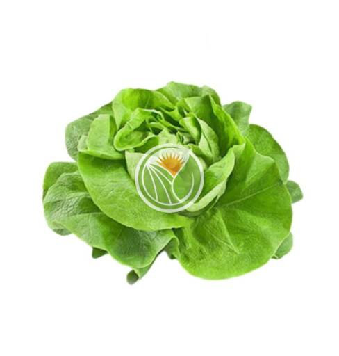 xà lách mỡ hữu cơ45