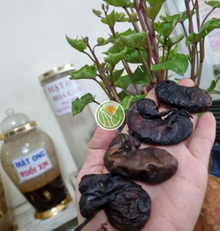 Bao tử nhím rừng