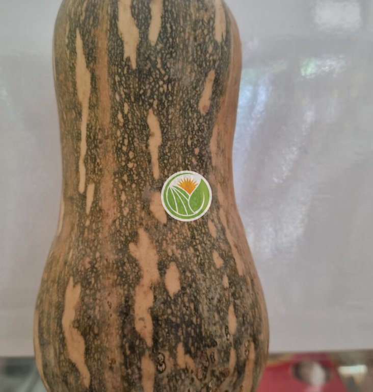 bí đỏ hữu cơ